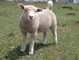 子羊の画像