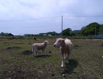 羊の親子の画像